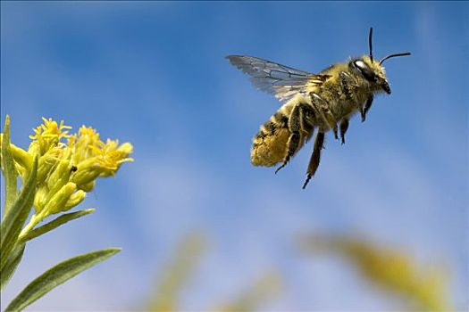 蜜蜂,离开,秋麒麟草属植物,花,收集,花蜜,花粉,北美