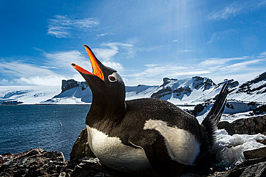 南极,岛屿,光亮,头像,巴布亚企鹅,巢穴,南设得兰群岛