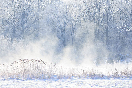 霜,雾,树林