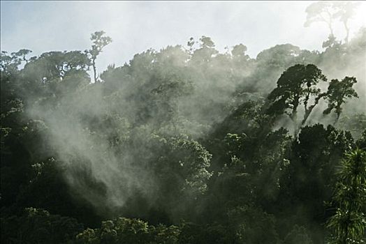 丛林,旅游,国家公园,哥斯达黎加