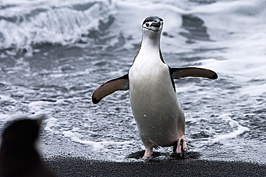 帽带企鹅,南极企鹅,欺骗岛,南设得兰群岛,南极