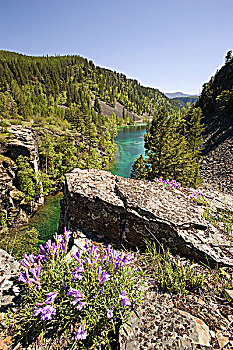 悬崖,钓钟柳属,远眺,银,春天,湖,靠近,不列颠哥伦比亚省,加拿大