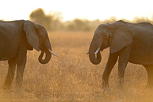 非洲象,面对面,逆光,尘土,空气,南卢安瓜国家公园,赞比亚,非洲