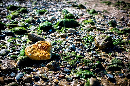孤单,橙色,石头,海洋,绿色