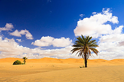 却比沙丘,摩洛哥