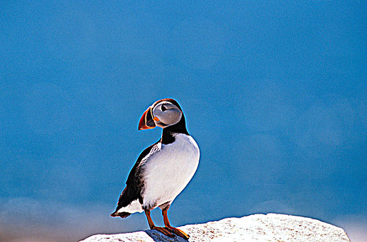 大西洋角嘴海雀,北极,海豹,岛屿,新布兰斯维克,加拿大