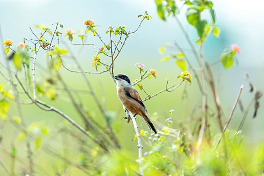 自然状态下觅食的棕背伯劳鸟