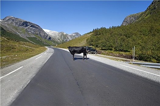 母牛,阻挡,交通