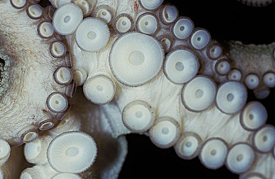常见章鱼,真蛸,触角,特写,展示
