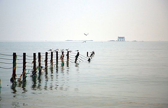 山东省日照市,太公岛海鸥翔集,早起的市民漫步海滩赏风景