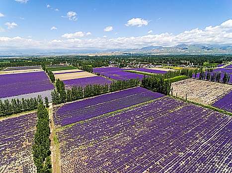 熏衣草,熏衣草园,紫色花卉,香料花卉