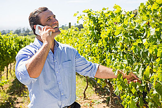 酿酒商,交谈,手机,检查,葡萄,葡萄园