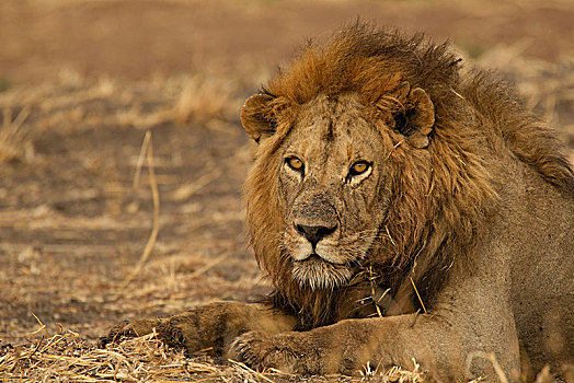 头像,狮子,特写,塔兰吉雷国家公园,坦桑尼亚,非洲