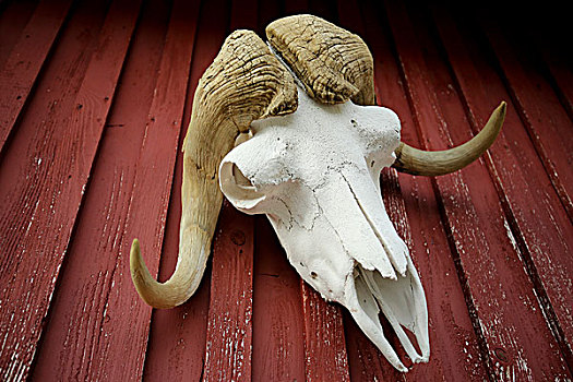 格陵兰,特写,麝牛,头骨,悬挂,战利品