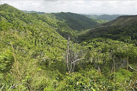 雨林,波多黎各