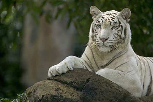 孟加拉虎,虎,白色,成年,休息,亚洲