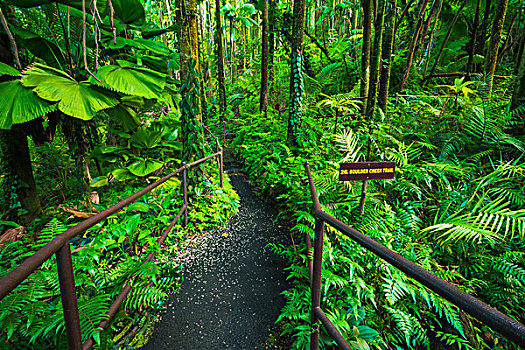 丛林,小路,夏威夷热带植物园,哈玛库亚海岸,夏威夷大岛,夏威夷,美国,大幅,尺寸