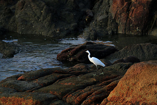 礁石上的海鸟