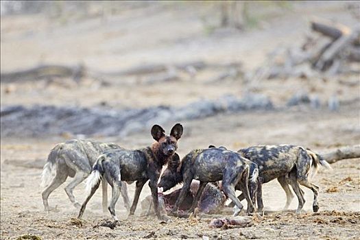 非洲,非洲野犬属,猎捕,吃,捻角羚,博茨瓦纳,乔贝国家公园,野生动物