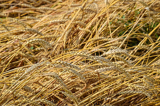 成熟,小麦,地点,小穗,丰收,谷物