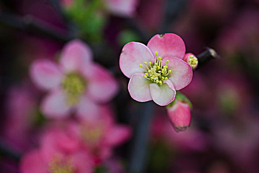 花卉,微距,特写,美丽,漂亮,诱惑,花朵,生机,鲜艳,艳丽,海棠