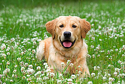 金毛猎犬,狗