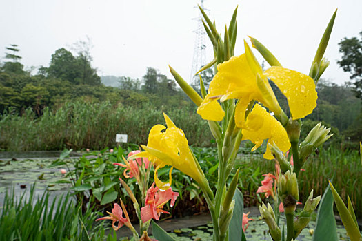 广州2023年春季华南雨中的植物园美人蕉