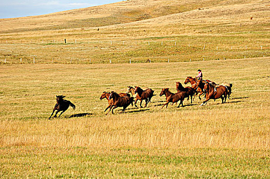 牛仔,驾驶,马,草原,萨斯喀彻温,加拿大