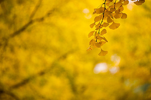 北京秋季银杏树叶