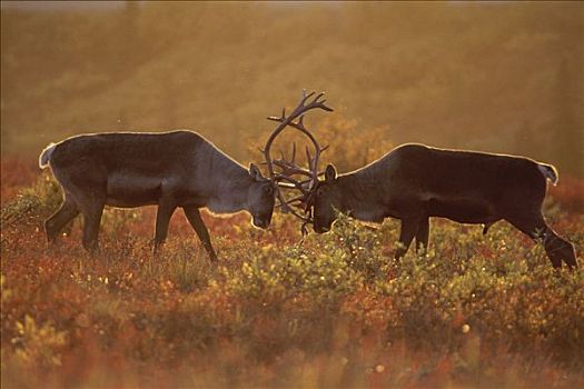 发情,北美驯鹿,德纳里峰国家公园,阿拉斯加