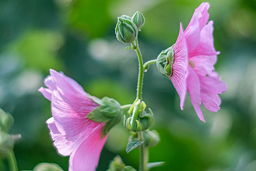 夏日公园里绽放的蜀葵花