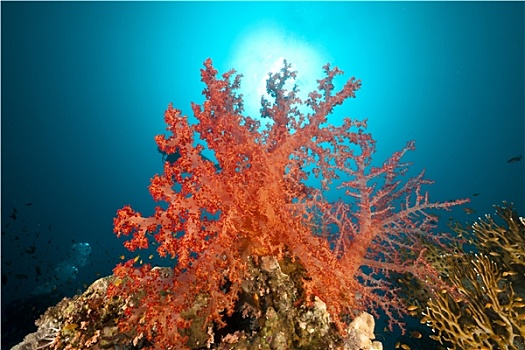 珊瑚礁,珊瑚鱼,红海