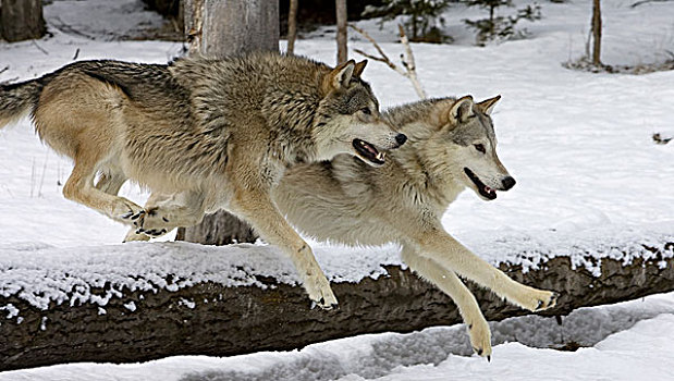 大灰狼,狼,一对,跳跃,上方,原木,蒙大拿
