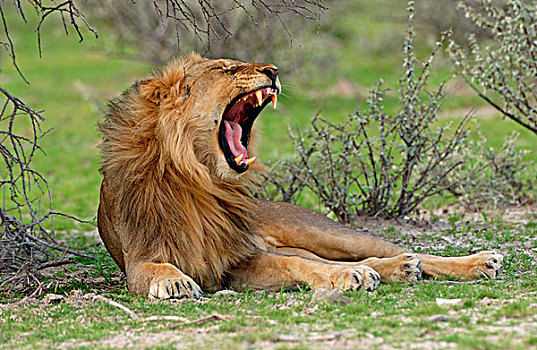 狮子,成年,哈欠,纳米比亚,非洲