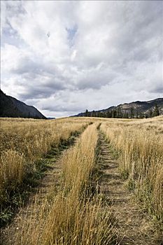 高草,地点,普林斯顿,不列颠哥伦比亚省,加拿大
