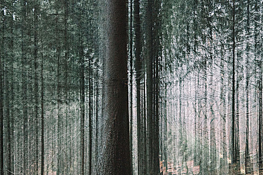 树林,雨,淋浴,七月,抽象,多次曝光