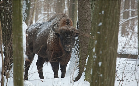 欧洲野牛,雄性动物,冬天