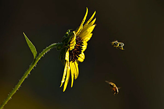 蜜蜂,降落,北方,德克萨斯,美国