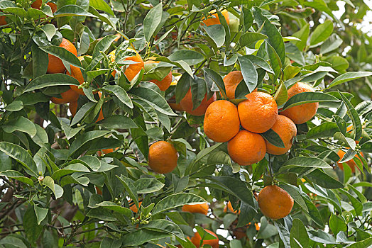橘树,杜布罗夫尼克,克罗地亚,欧洲