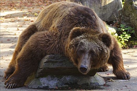 科迪亚克熊,棕熊,动物园,杜伊斯堡,德国