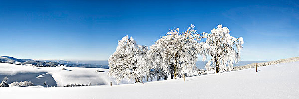 雪,遮盖,山毛榉,树,黑森林,巴登符腾堡,德国,欧洲