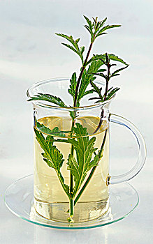 玻璃杯,马鞭草属植物,茶,嫩枝