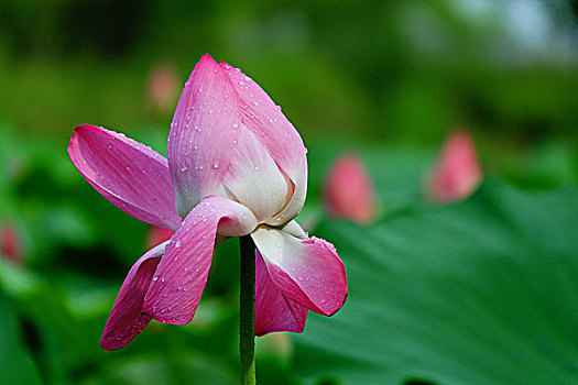 荷花,莲花,花卉