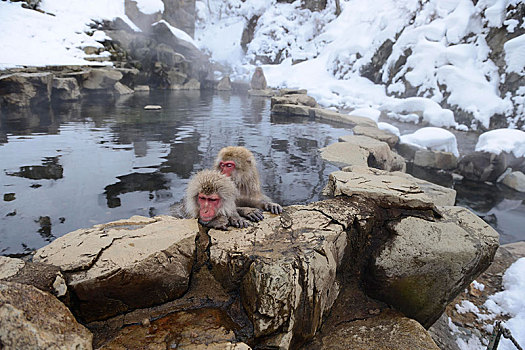 雪猴,沐浴,温泉,长野,日本,亚洲