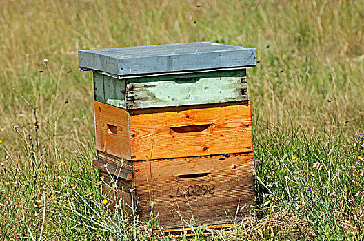 蜂巢,蜂窝,普罗旺斯,法国南部,法国,欧洲