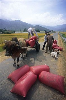 农民,装载,手推车,稻米,包,越南