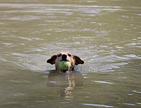 狗,球,水