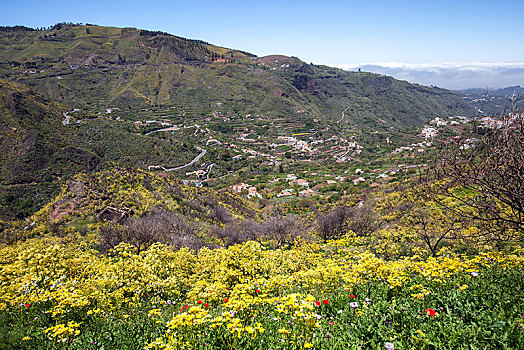 风景,小路,上方,黄色,花,植被,区域,大卡纳利岛,加纳利群岛,西班牙,欧洲