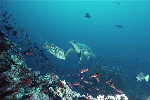 绿海龟,龟类,濒危,鱼群,加拉帕戈斯群岛,厄瓜多尔