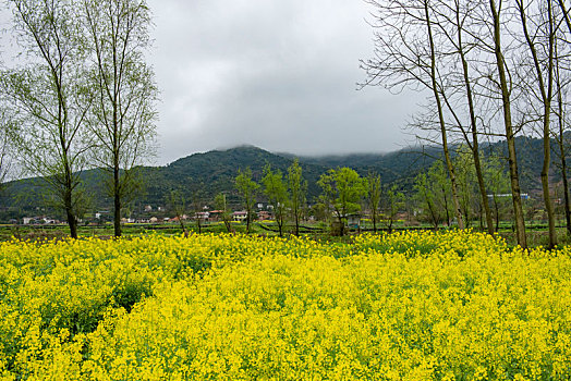 希望的田野